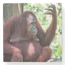 Contemplación de Orangután
