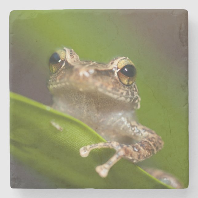 Posavasos De Piedra Coqui común, Eleutherodactylus coqui (Anverso)