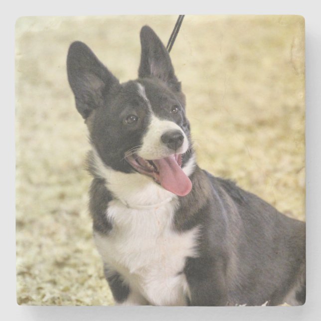 Posavasos De Piedra Corgi (Anverso)