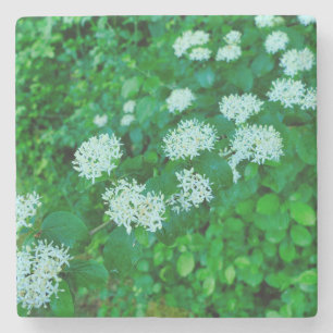 Posavasos De Piedra Cornus sanguinea