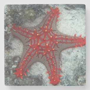 Posavasos De Piedra Corona de las estrellas de mar de las espinas en