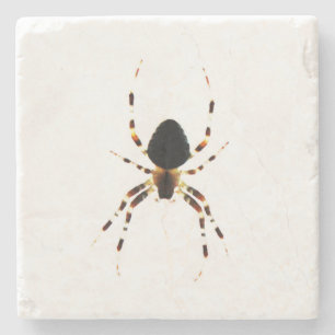 Posavasos De Piedra Costa araña