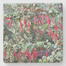 POSAVASOS DE PIEDRA COSTA DE CALIFORNIA: ENERO