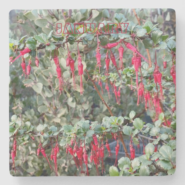 POSAVASOS DE PIEDRA COSTA DE CALIFORNIA: ENERO (Anverso)