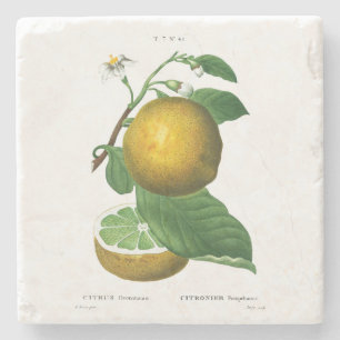 POSAVASOS DE PIEDRA COSTA DE PIEDRA: GRÁFICAS: REDOUTÉ