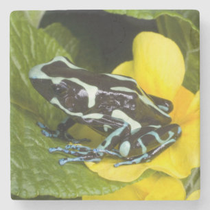 Posavasos De Piedra Costa Rica, Península de Osa