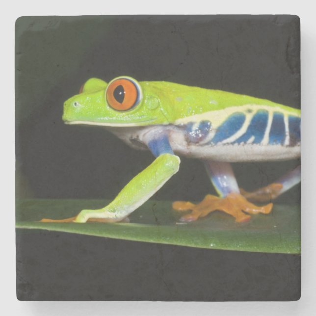 Posavasos De Piedra Costa Rica, Rana de árbol de ojos rojos (Agalychni (Anverso)