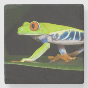 Posavasos De Piedra Costa Rica, Rana De Ojos Rojos (Agalychnis
