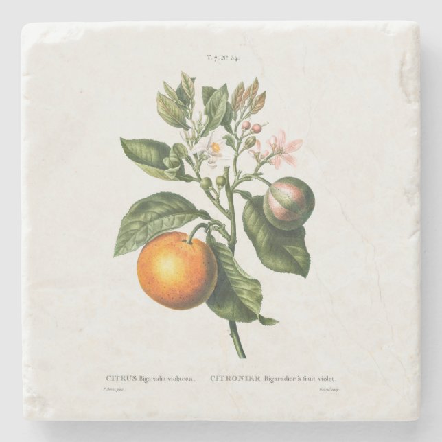 POSAVASOS DE PIEDRA COSTERA DE PIEDRA CON REDOUTÉ "BITTER NARANJA" (Anverso)