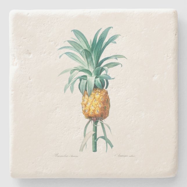 POSAVASOS DE PIEDRA COSTERA DE PIEDRA: PINEAPPLE: REDOUTÉ (Anverso)