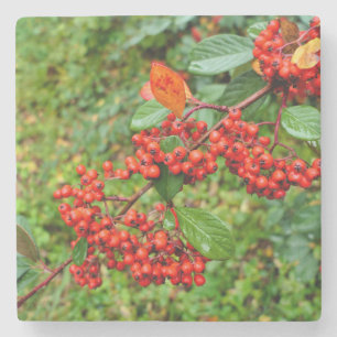 Posavasos De Piedra Cotoneaster lacteus