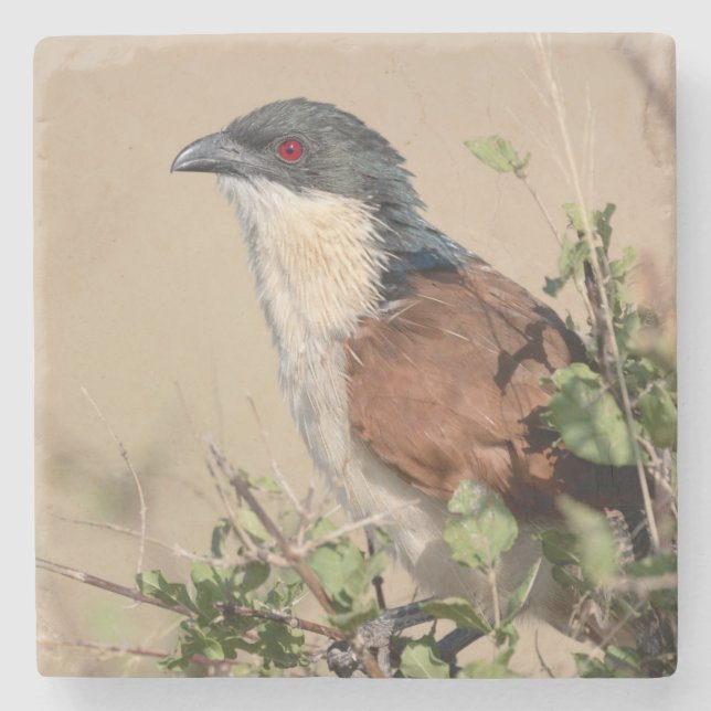 Posavasos De Piedra Coucal de Burchell (Anverso)