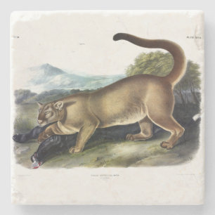 Posavasos De Piedra Cougar, o Puma, Panther, León de Montaña, Catamoun