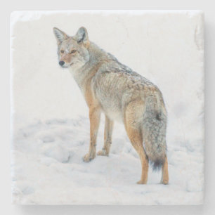 Posavasos De Piedra Coyote en alerta en la nieve