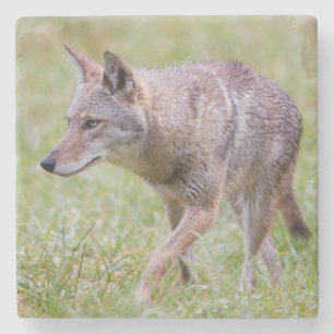 Posavasos De Piedra Coyote en campo, Cades Cove