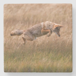 Posavasos De Piedra Coyote que salta - prados del Gibbon