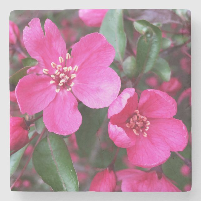Posavasos De Piedra Crabapple de floración rosa (Anverso)