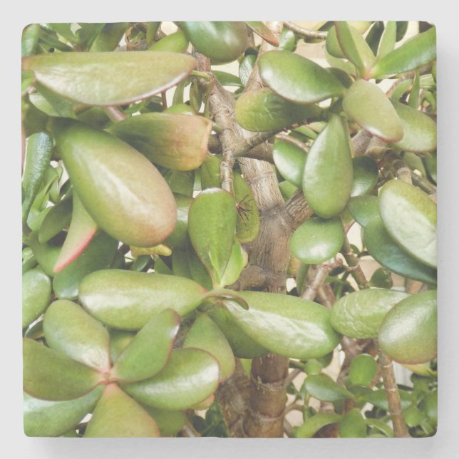 Posavasos De Piedra Crassula ovata (Anverso)