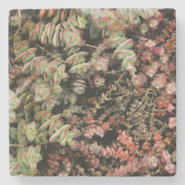 Posavasos De Piedra Crassula perforata