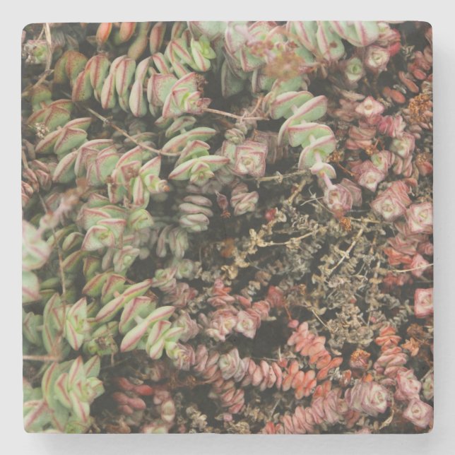 Posavasos De Piedra Crassula perforata (Anverso)