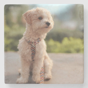 Posavasos De Piedra Crea tu propia foto de mascota personalizada
