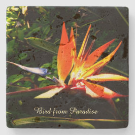 Posavasos De Piedra Crea tu propia montaña rusa de piedra - Pájaro del