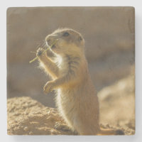 Cría de perro de pradera comiendo, Arizona