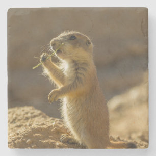 Posavasos De Piedra Cría de perro de pradera comiendo, Arizona