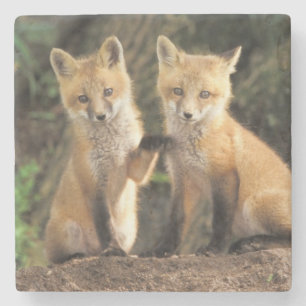 Posavasos De Piedra Cría de zorro rojo delante de la madriguera Vulpes