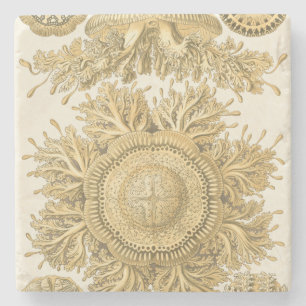 Posavasos De Piedra Criaturas de oro del mar