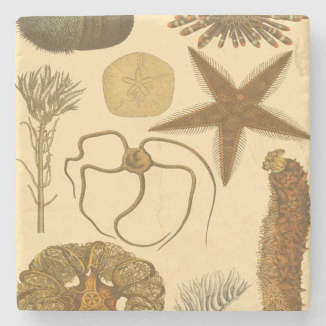 Posavasos De Piedra Criaturas submarinas (Anverso)