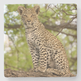 Posavasos De Piedra Cubo De Leopardo En Un Limbo.