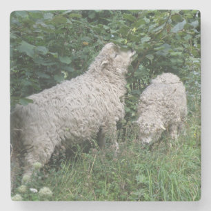 Posavasos De Piedra Cuidada oveja comiendo hojas de piedra
