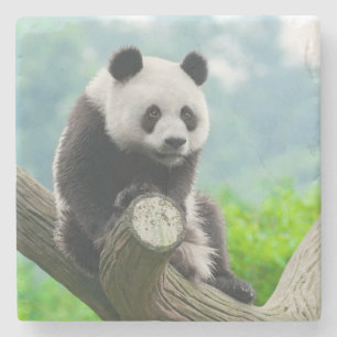 Posavasos De Piedra Cuidadosamente Oso Panda sentado en una rama de ár