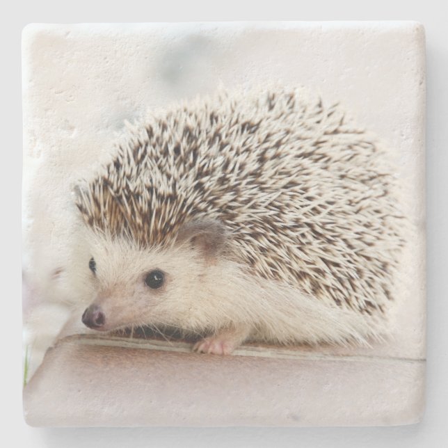 Posavasos De Piedra Cute Baby Hedgehog Photo (Anverso)