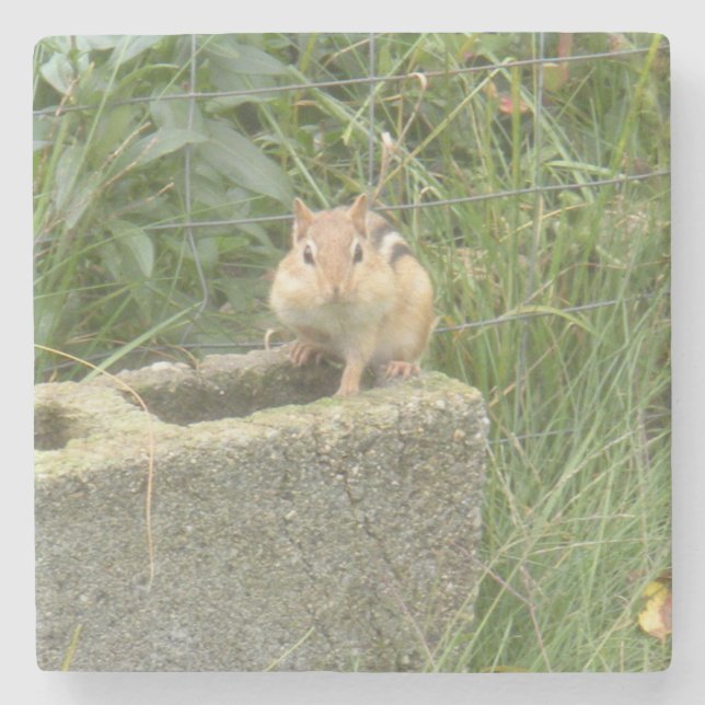 Posavasos De Piedra Cute Chipmunk (Anverso)