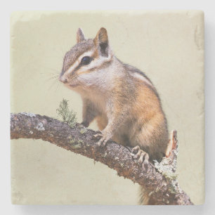 Posavasos De Piedra Cute y Chubby Chipmunk