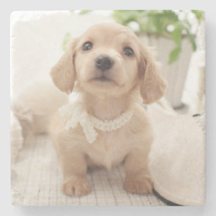 Posavasos De Piedra Dachshund miniatura