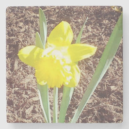 Posavasos De Piedra Daffodil de primavera amarilla