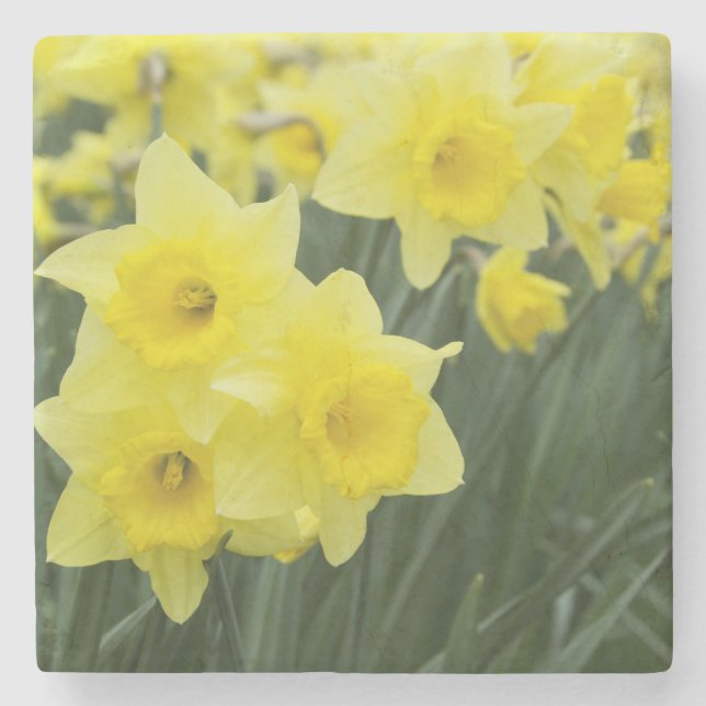Posavasos De Piedra Daffodils RF) (Anverso)