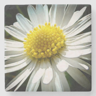 Posavasos De Piedra Daisy
