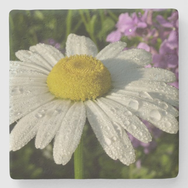 Posavasos De Piedra Daisy and Summer Lilac Wildflower (Anverso)