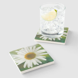 Posavasos De Piedra Daisy de Oxeye blanco - Leucanthemum vulgare