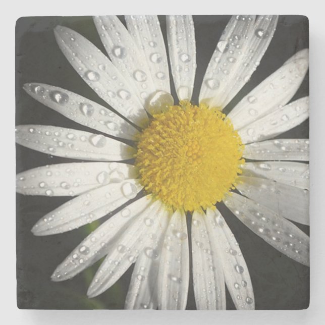 Posavasos De Piedra Daisy Stone Coaster (Anverso)