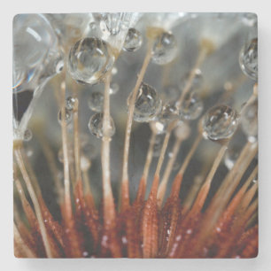 Posavasos De Piedra Dandelion y gotas de agua, CA