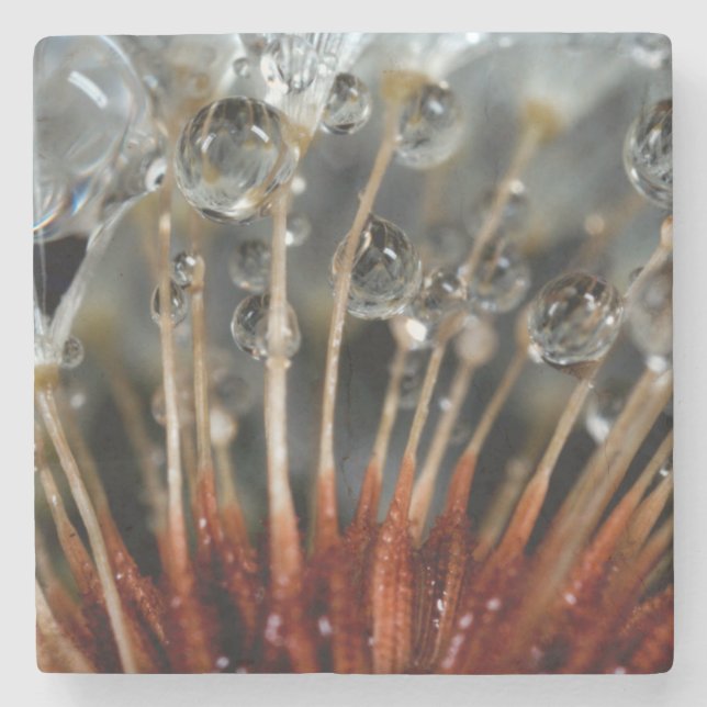 Posavasos De Piedra Dandelion y gotas de agua, CA (Anverso)