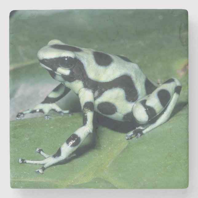 Posavasos De Piedra Dart Frog venenoso (Dendrobates auratus) Cahuita (Anverso)
