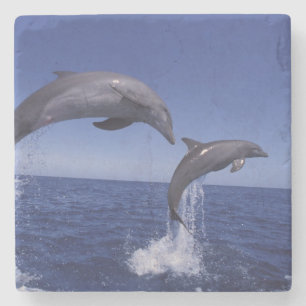 Posavasos De Piedra delfines mulares del Caribe