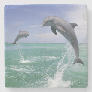 Posavasos De Piedra Delfines mulares Tursiops truncatus