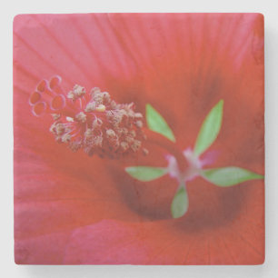 Posavasos De Piedra Dentro De Un Hibiscus Rojo - Fotografía Macro